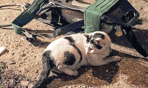 Trecătorii au privit impresionaţi cum pisica este readusă la viaţă jpeg