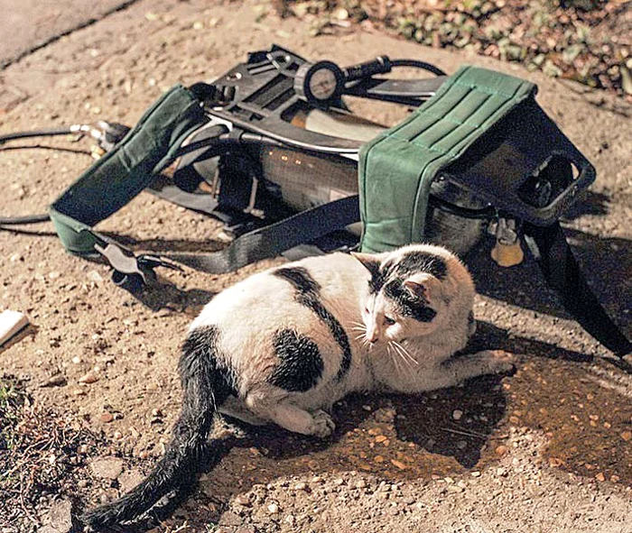 Trecătorii au privit impresionaţi cum pisica este readusă la viaţă