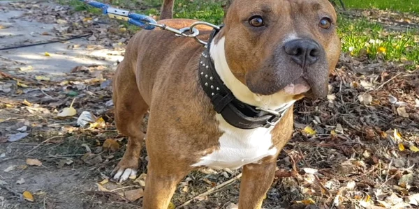 caine amstaff