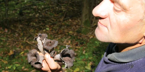 Pietrenul Eugen Mihăilă analizează de aproape ciupercile recent descoperite