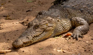 crocodil freepik jpg