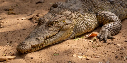 crocodil freepik jpg