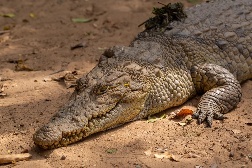 Tentativă de omor la o grădină zoologică. Copil de 3 ani, grav rănit după ce a ajuns în țarcul crocodililor. Un bărbat a fost arestat
