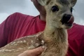 bambi jpeg
