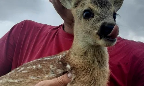 bambi jpeg