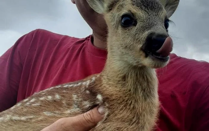 El e Bambi din Smeeni