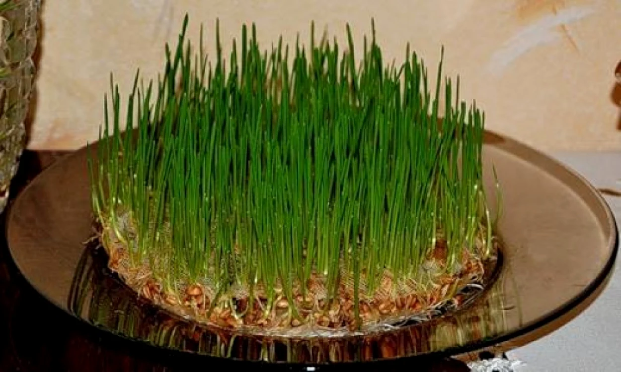 calarasi grau
