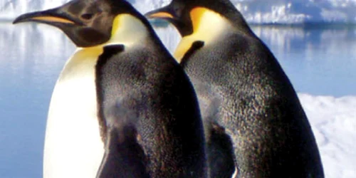 Pinguinii din Antarctica vor găsi hrană tot mai greu