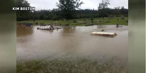 Cosciuge luate de ape din cimitirul Carolina de Sud FOTO Twitter