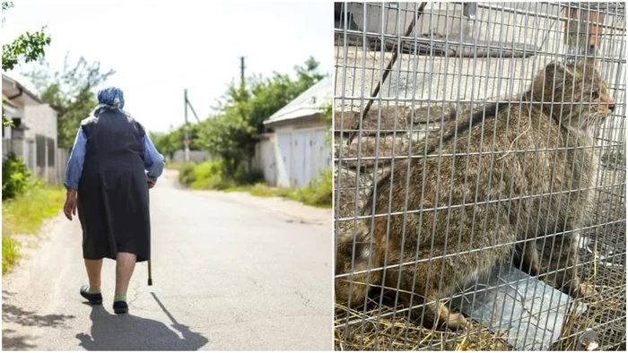 O pisică sălbatică a terorizat o comunitate din Cluj! Foto: colaj/Stiridecluj