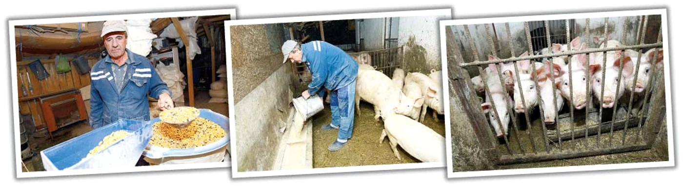 Jean Coman creşte animale în propria ogradă cu mâncare bio