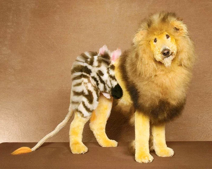 “Sunt regele animalelor!”