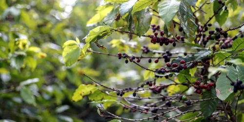 Plantatie de cafea in Brazilia FOTO EPA-EFE