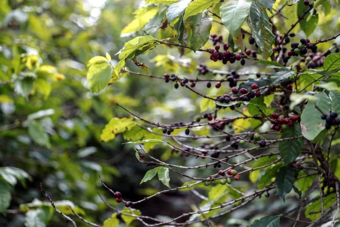 Plantaţie de cafea în Brazilia FOTO EPA-EFE