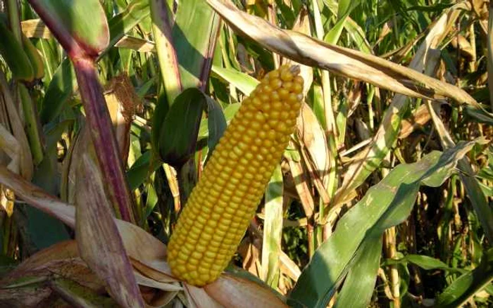 Ştiuleţii de porumb au fost furaţi de la societate agricolă Foto:Arhivă Adevărul