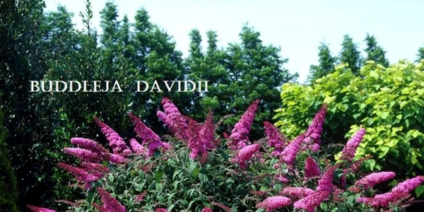 copaci gradina
