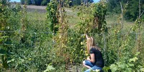 Agricultorii nu mai cultiva fasole