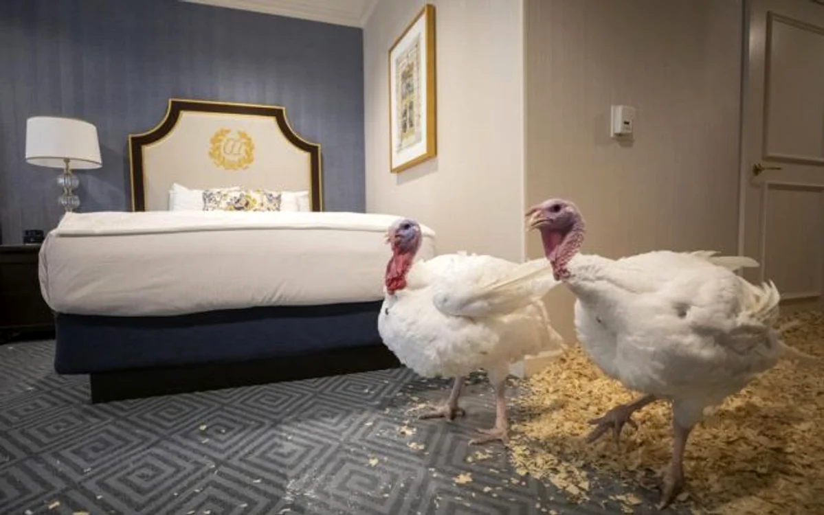 Curcanii care vor fi gratiati de Trump se bucura de un trai de lux la un hotel din Washington FOTO EPA