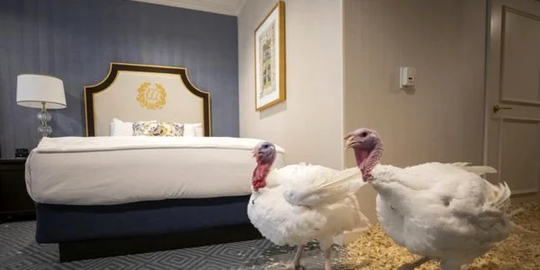 Curcanii Bread şi Butter care vor fi graţiaţi de Ziua Recunoştinţei se relaxează în apartamentul lor la hotelul Willard InterContinental din Washington DC Statele Unite ale Americii FOTO EPA-EFE / Erik S Lesser