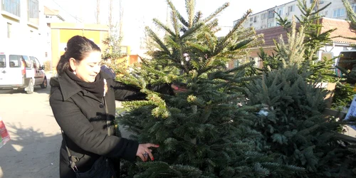 Preţurile oferite de Direcţia Silvică sunt mult mai mici decât în pieţe. Foto:Arhivă