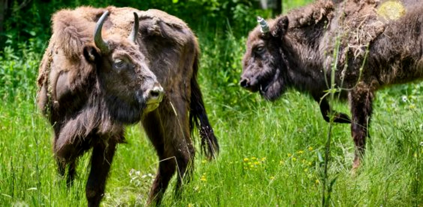 FOTO Bogdan Comănescu/WWF Romania