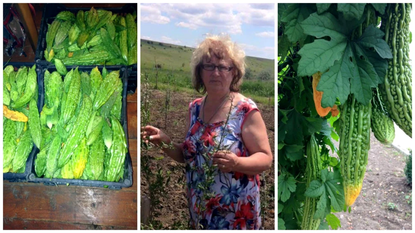 Eugenia Ignat a vandut anul trecut aproximativ 800 de kilograme de castraveţi amari