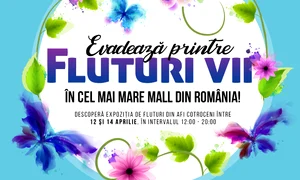 3 vizual expozitie fluturi jpg jpeg