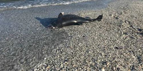 Delfin eşuat FOTO Mare Nostrum