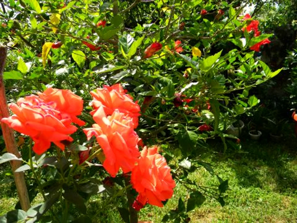 Flori