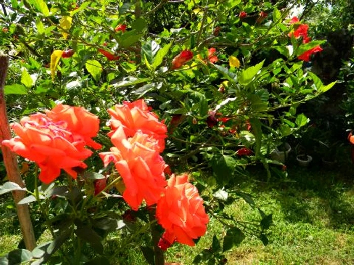 Flori