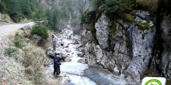 Foto din arhiva Asociaţiei Ecologice Floare de Colţ