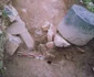 sarmizegetusa regia Cronica Cercetărilor Arheologice din România Campania 2005