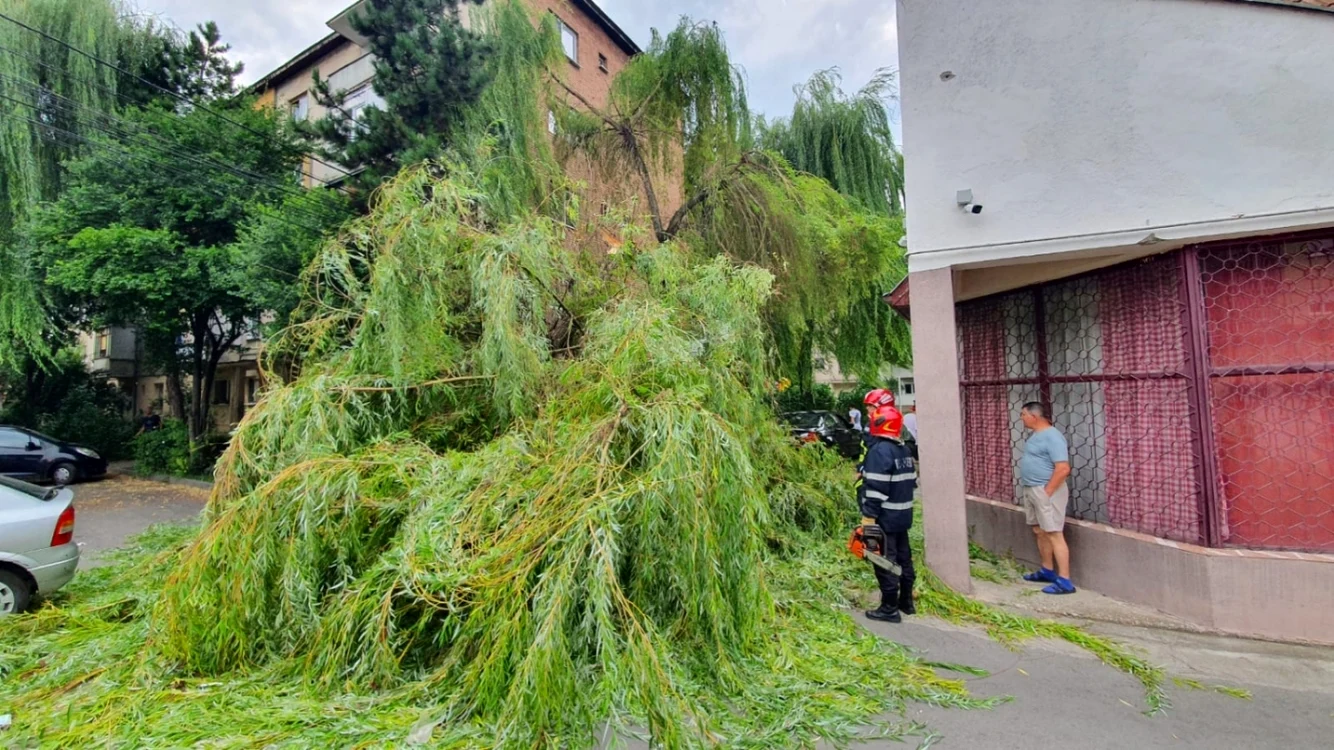 Copac rupt de furtună la Alba Iulia. Foto: ISU Alba
