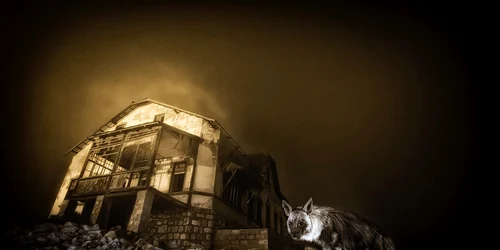 Hienă în spatele unor ruine/FOTO: Instagram @wim_van_den_heever