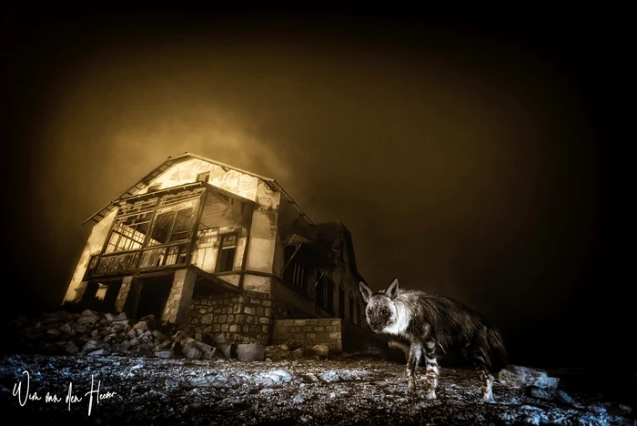 Hienă lângă ruinele unei mine/FOTO: Instagram @wim_van_den_heever