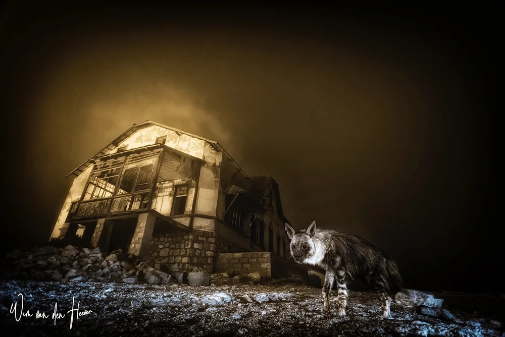 Fotografia unei hiene în spatele unei așezări miniere abandonate, premiată la Muzeul de Istorie Naturală din Londra, alături de alte imagini remarcabile