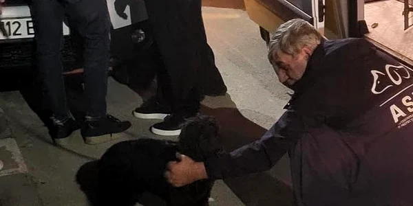 cainele batut a fost preluat de o asociate  FOTO ASPA BUCURESTI jpg