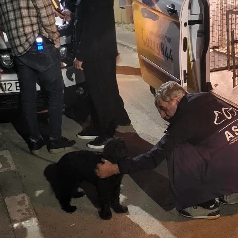 Bărbat filmat în timp ce își bătea câinele. Individul ar mai fi agresat animalul și în trecut. Poliția a început urmărirea penală în cazul său