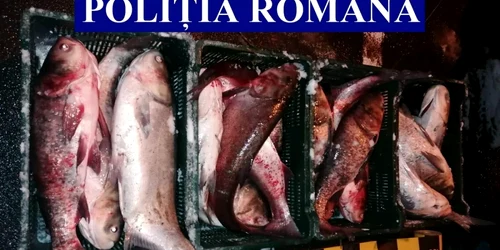 slobozia peste confiscat de la un braconier foto ipj ialomita