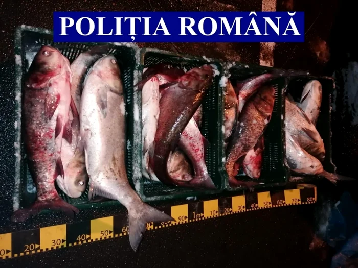 Poliţia a confiscat peştele prins ilegal FOTO IPJ Ialomiţa