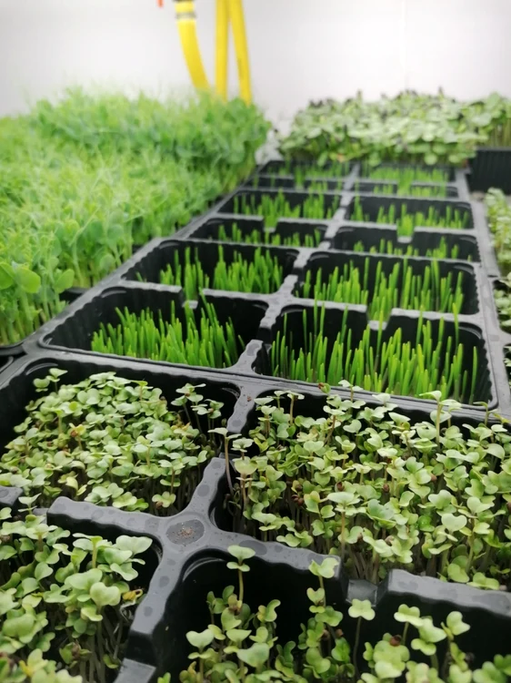microplante