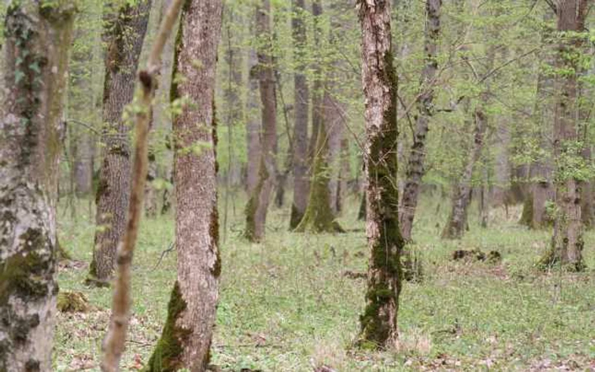 Bărbatul s-a spânzurat în pădurea de lângă satul Lunca Largă