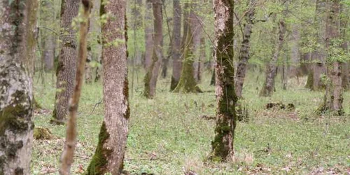 Bărbatul s-a spânzurat în pădurea de lângă satul Lunca Largă