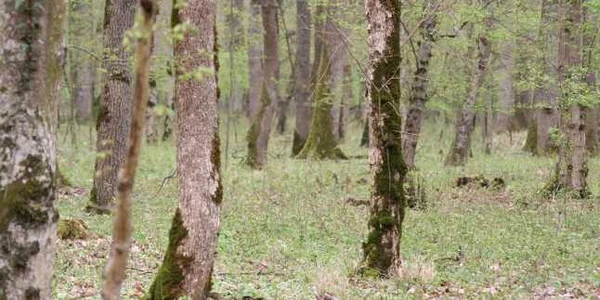 Bărbatul s-a spânzurat în pădurea de lângă satul Lunca Largă