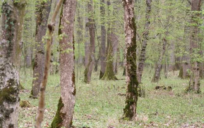 Bărbatul s-a spânzurat în pădurea de lângă satul Lunca Largă