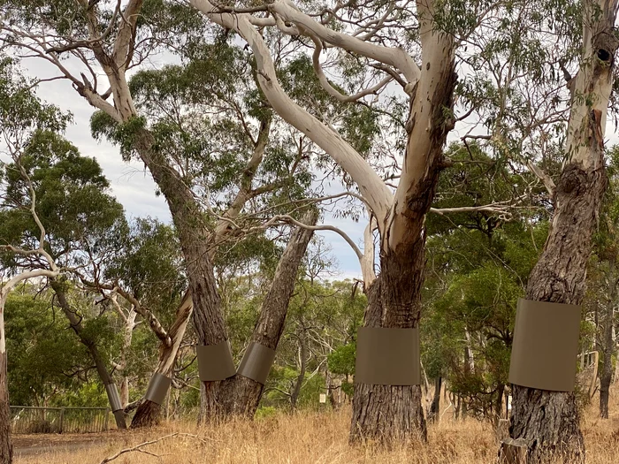 Activiştii acuză autorităţile că vor să ţină koala departe de pădurit. Foto Koala Alliance