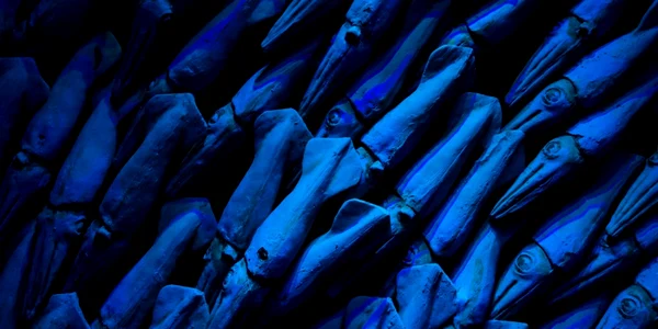 calamari foto unsplash.com