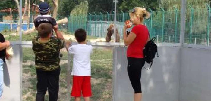 Piteşti: la Zoo Piteşti vor fi aduse girafe şi lame
