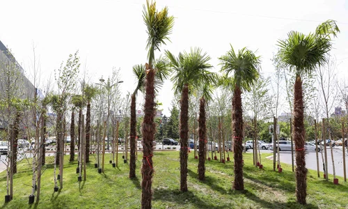 Eliminarea palmierilor plantați de Primăria Sectorului 3 în Piața Unirii din București. FOTO Inquam Photos / Sabin Cîrstoveanu