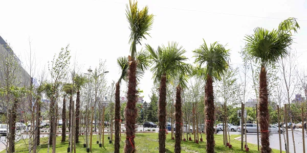 Eliminarea palmierilor plantați de Primăria Sectorului 3 în Piața Unirii din București. FOTO Inquam Photos / Sabin Cîrstoveanu